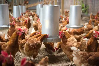 Países Baixos vão abater mais de 100 mil galinhas para conter surto de gripe das aves