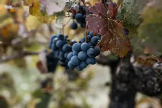 Balanço positivo das vindimas: esperam-se vinhos verdes de boa qualidade