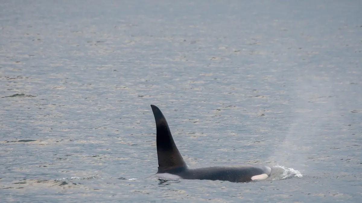 Morre baleia beluga que estava perdida no rio Sena, na França - ANDA