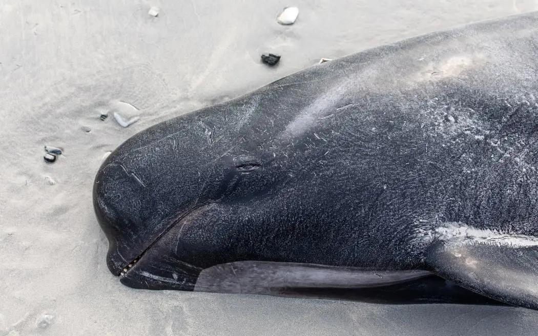 Mais de 200 baleias morrem encalhadas em ilha remota