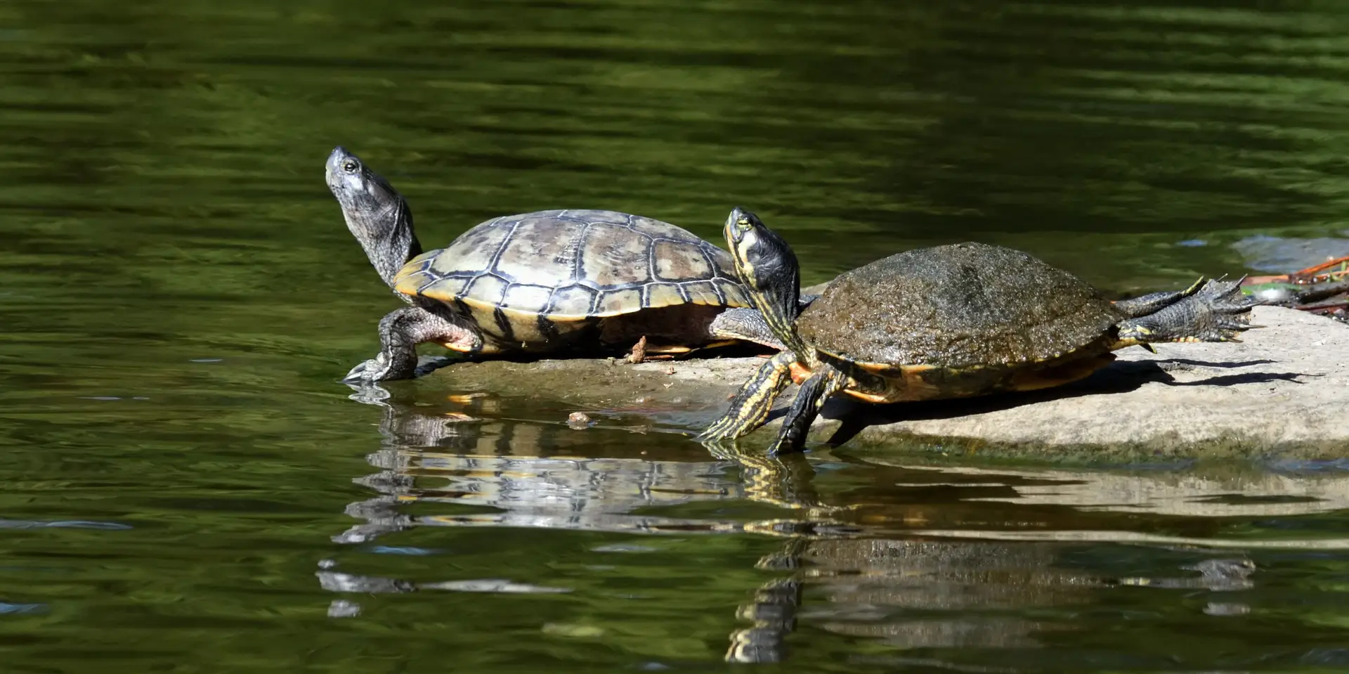 Espécie de tartaruga ameaçada regressa ao meio natural com carapaça reforçada