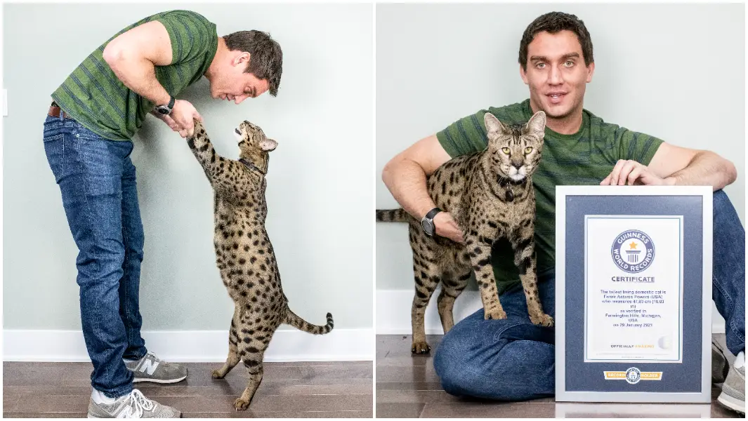Gato com quase meio metro é o mais alto do mundo
