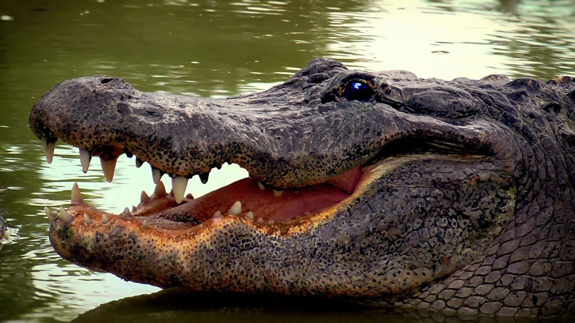 Duas mulheres morrem em ataque de crocodilo durante o banho em Moçambique