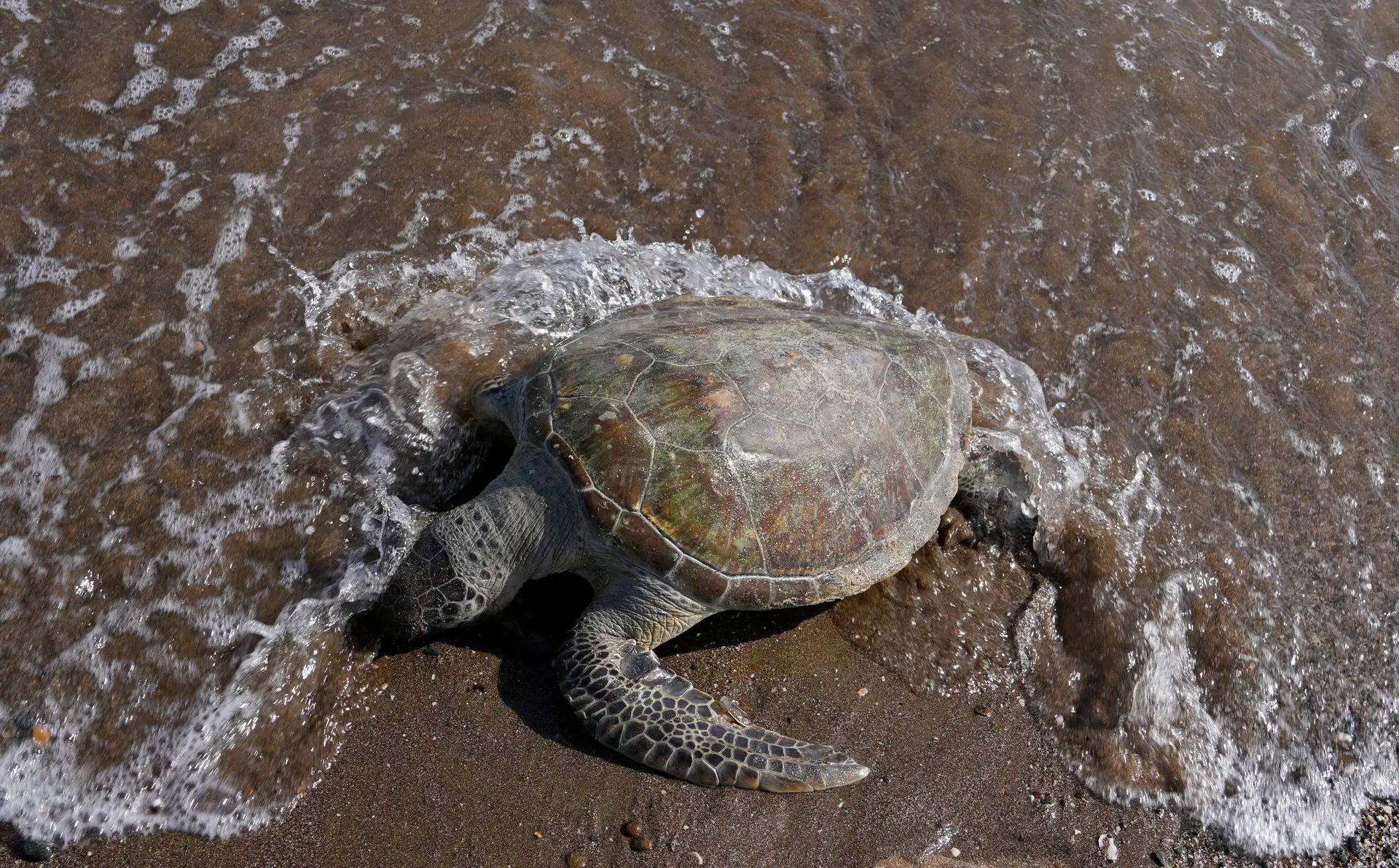 Afinal as tartarugas não são mudas, estudo traz revelações sobre "vocalização" animal