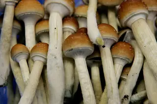 Cogumelos mágicos podem ajudar no tratamento de depressão grave