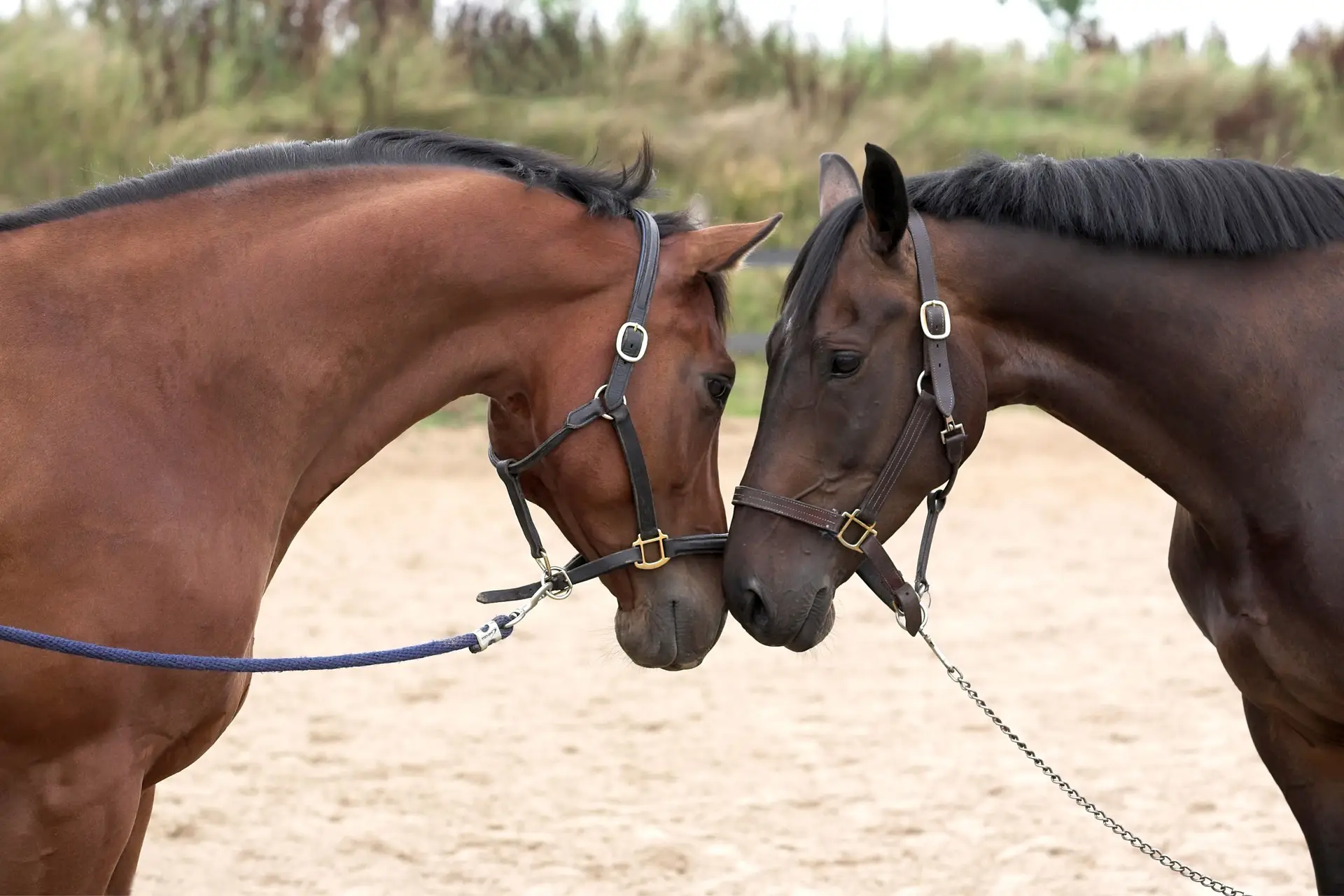 Cavalo – Marcelo Lopes de Lopes