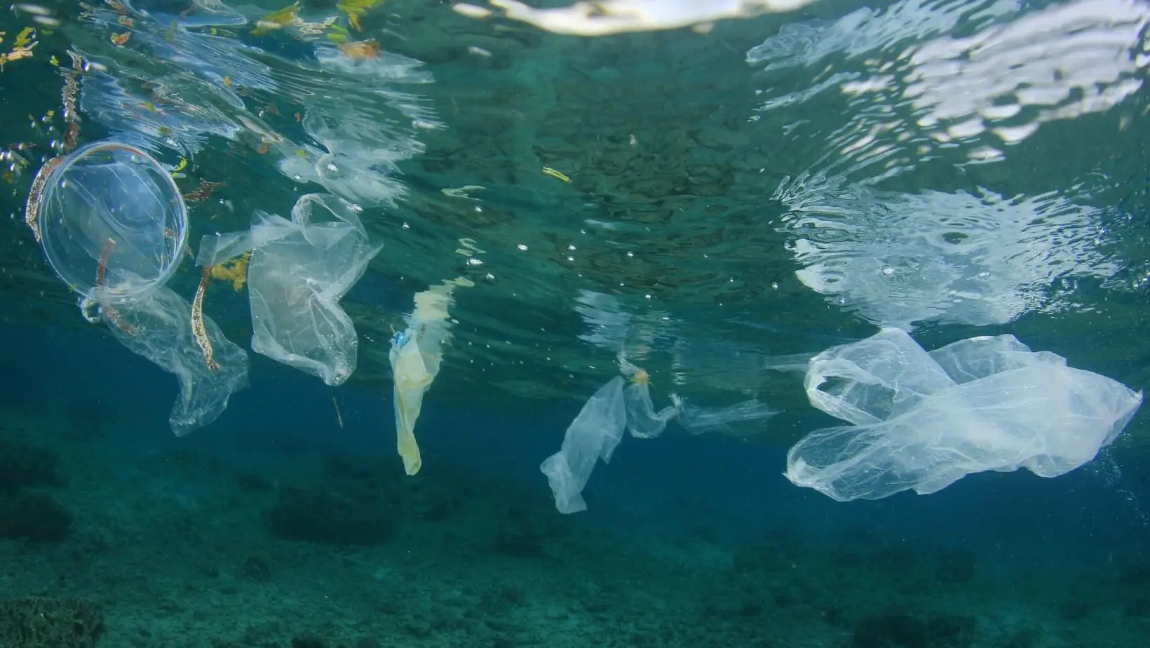 Solução para acabar com os microplásticos no mar poderá estar no seu frigorífico