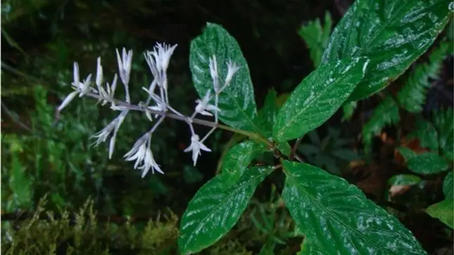 Nova espécie de planta do género stenostephanus (acanthaceae) foi descoberta por cientistas na floresta do Parque Nacional Otishi, no centro e sul do Peru.