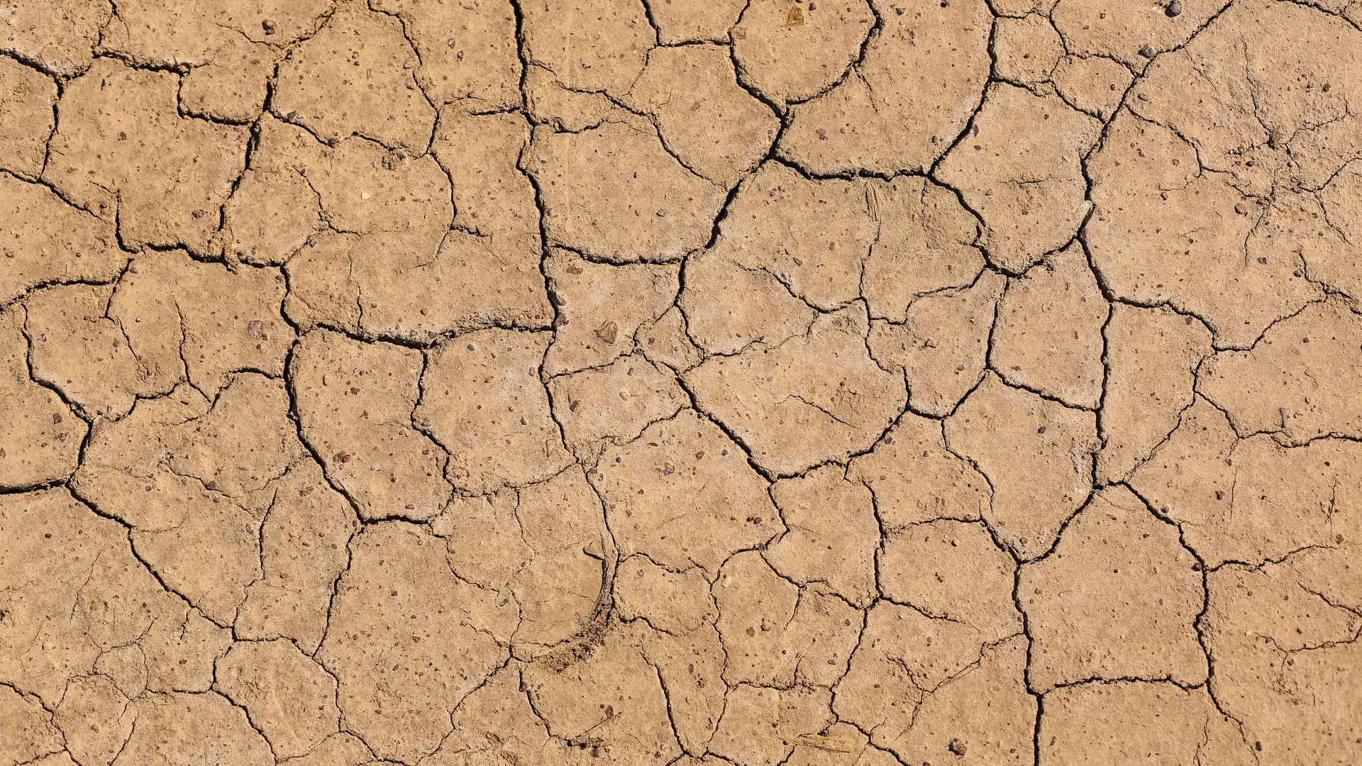 Presidente da CAP diz que agricultores ainda não receberam "um euro" das medidas da seca