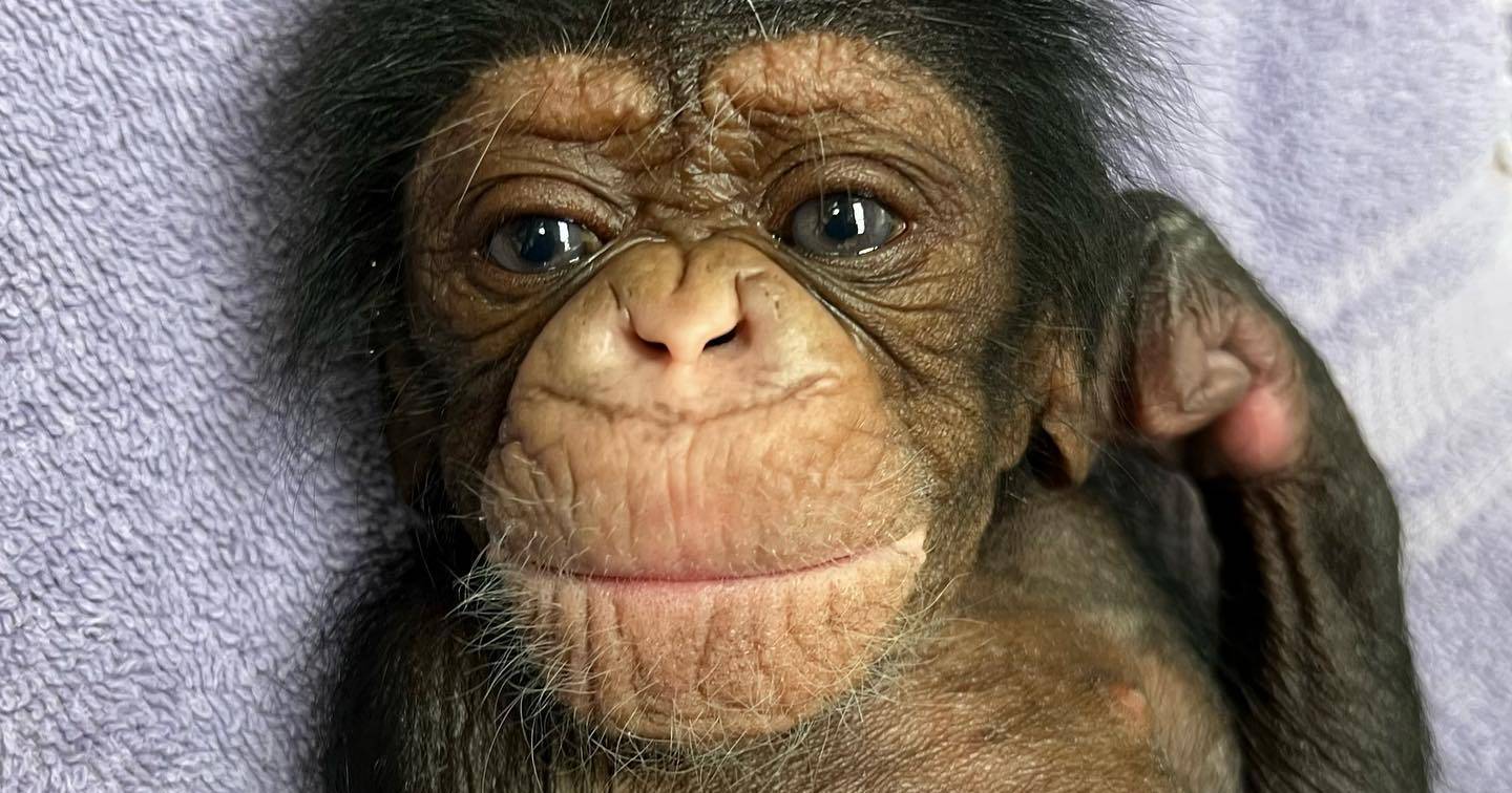 ¿Recuerdas al chimpancé que tuvo un tierno encuentro con su madre?  lo peor ha pasado