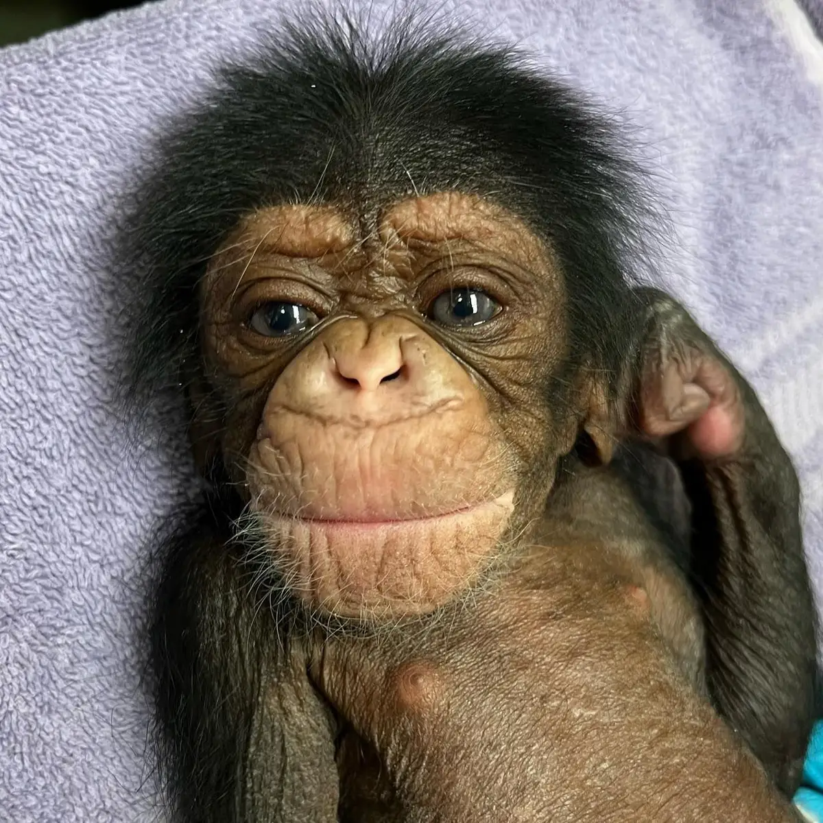 Quem é mais inteligente: uma criança ou um chimpanzé? - BBC News