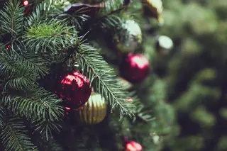 E se neste Natal alugar um pinheiro amigo do ambiente?