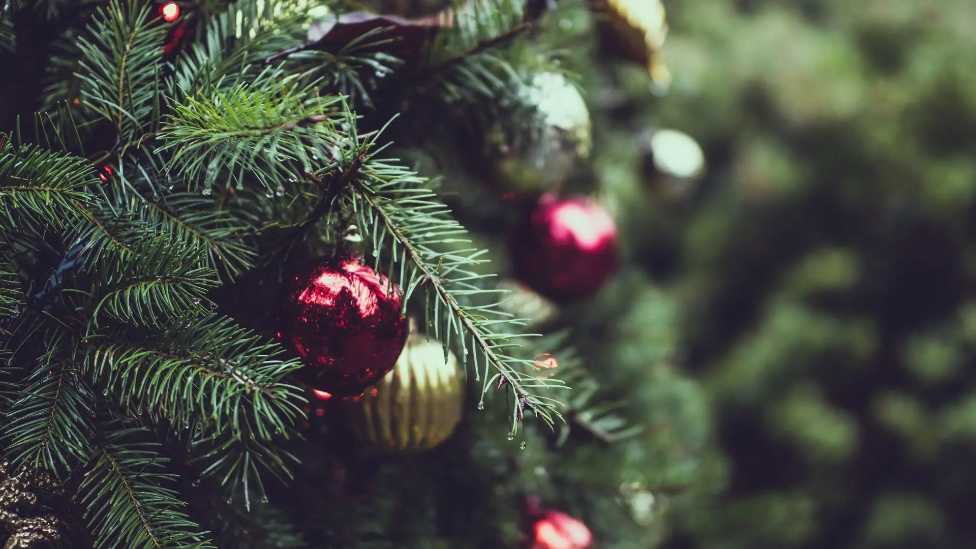 E se neste Natal alugar um pinheiro amigo do ambiente?