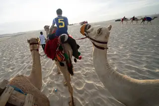 Mundial no Qatar deixa camelos em stress e sem descanso