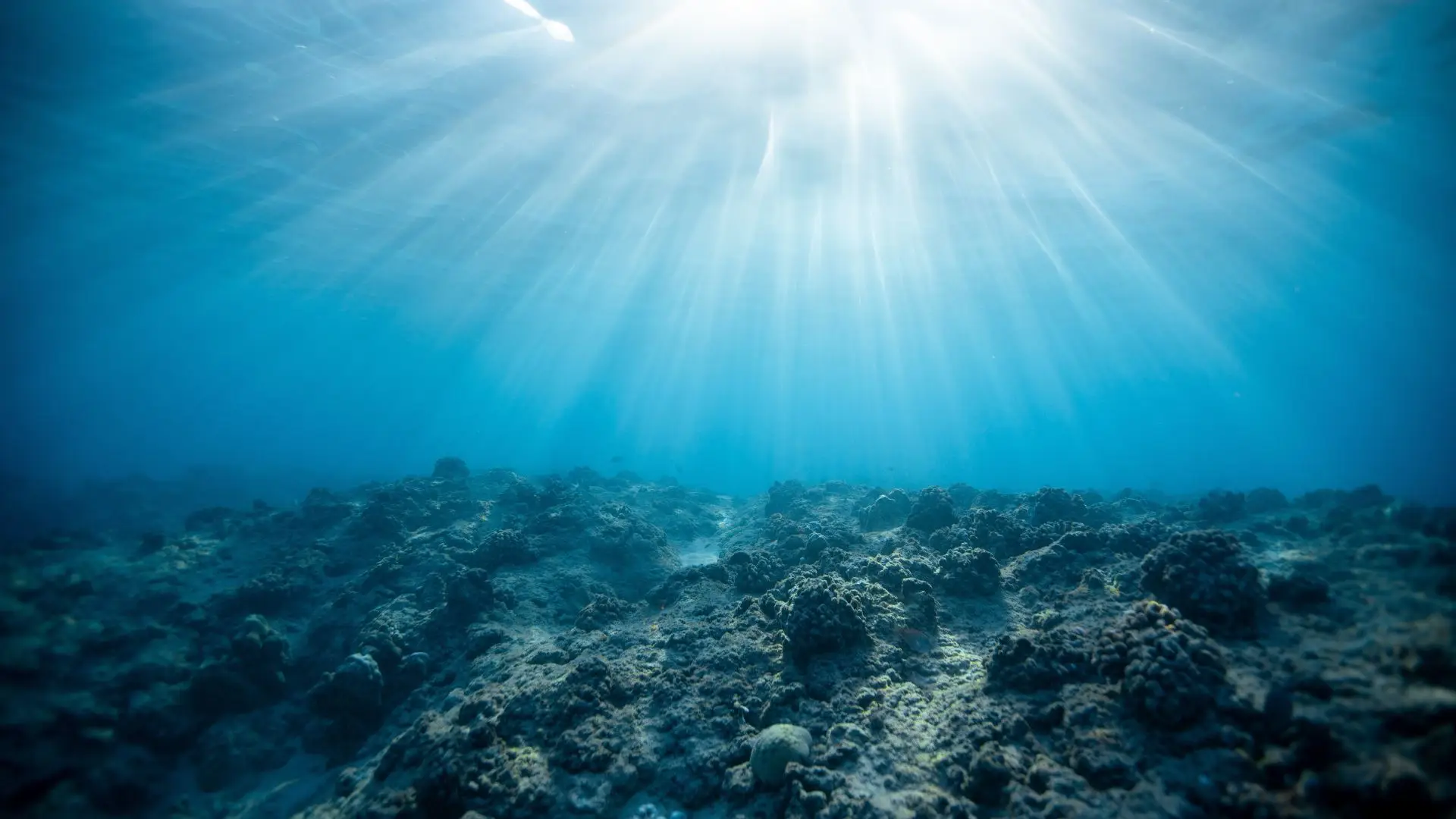 COP15: Fundamental proteger 30% do planeta e travar mineração em mar profundo