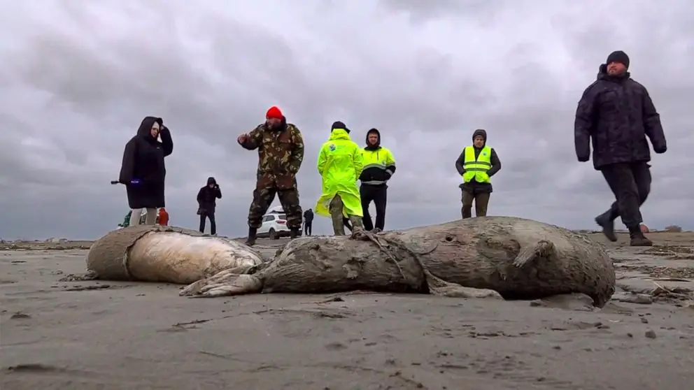 Cerca de 1.700 focas mortas deram à costa na Rússia