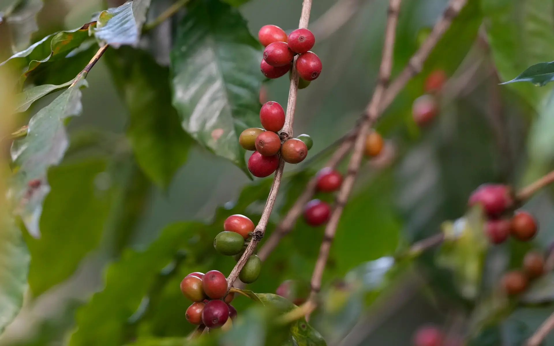 UE vai proibir importação de produtos que contribuem para a desflorestação