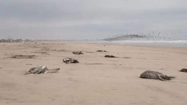 Mais de 22.000 aves marinhas encontradas mortas por gripe aviária no Peru