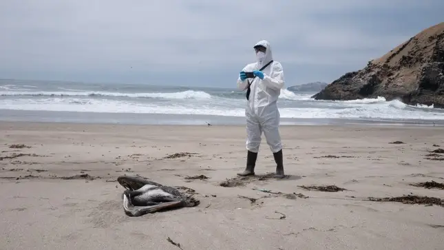Mais de 22.000 aves marinhas encontradas mortas por gripe aviária no Peru