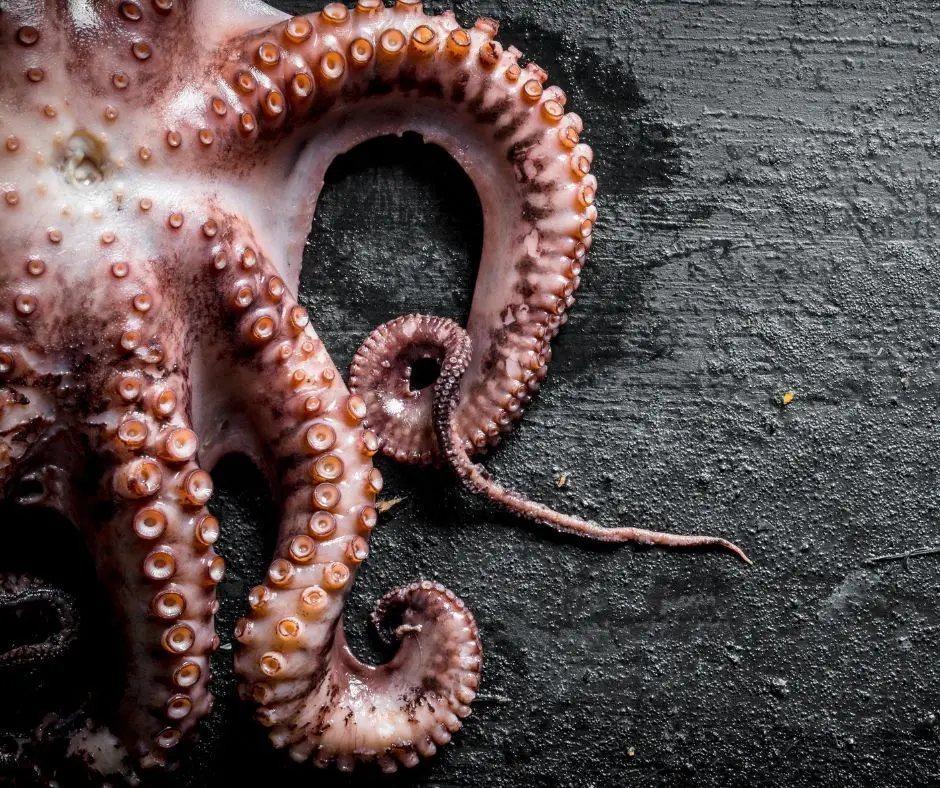 Açoreana Cell4Food quer ser a primeira empresa do mundo a produzir polvo cultivado