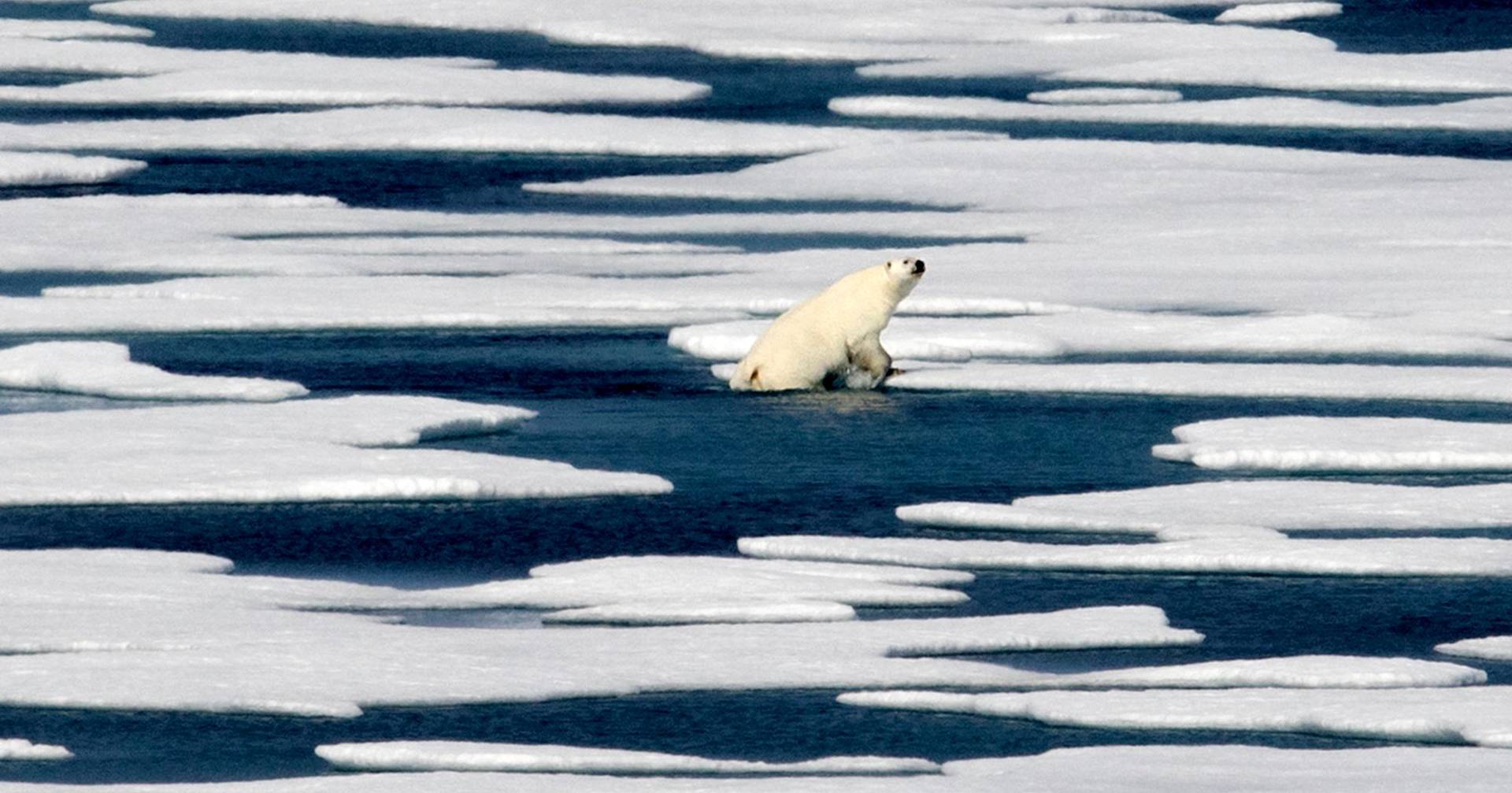 There are fewer and fewer polar bears in northern Canada