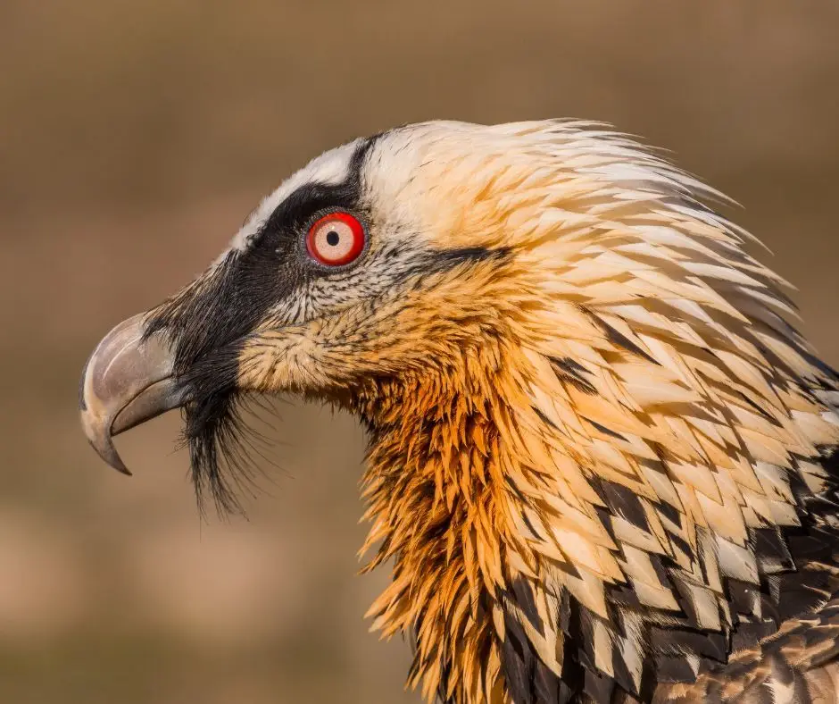 Vestígios da presença do abutre-barbudo encontrados em Leiria
