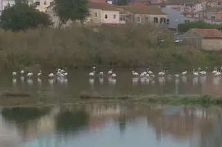 Há cada vez mais flamingos na Ria de Aveiro