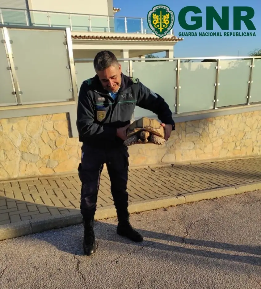 GNR resgata tartaruga exótica em cativeiro no Algarve