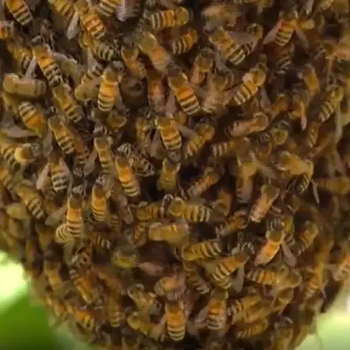 Dúvida Animal  Por que abelhas morrem quando picam? - Jornal Joca