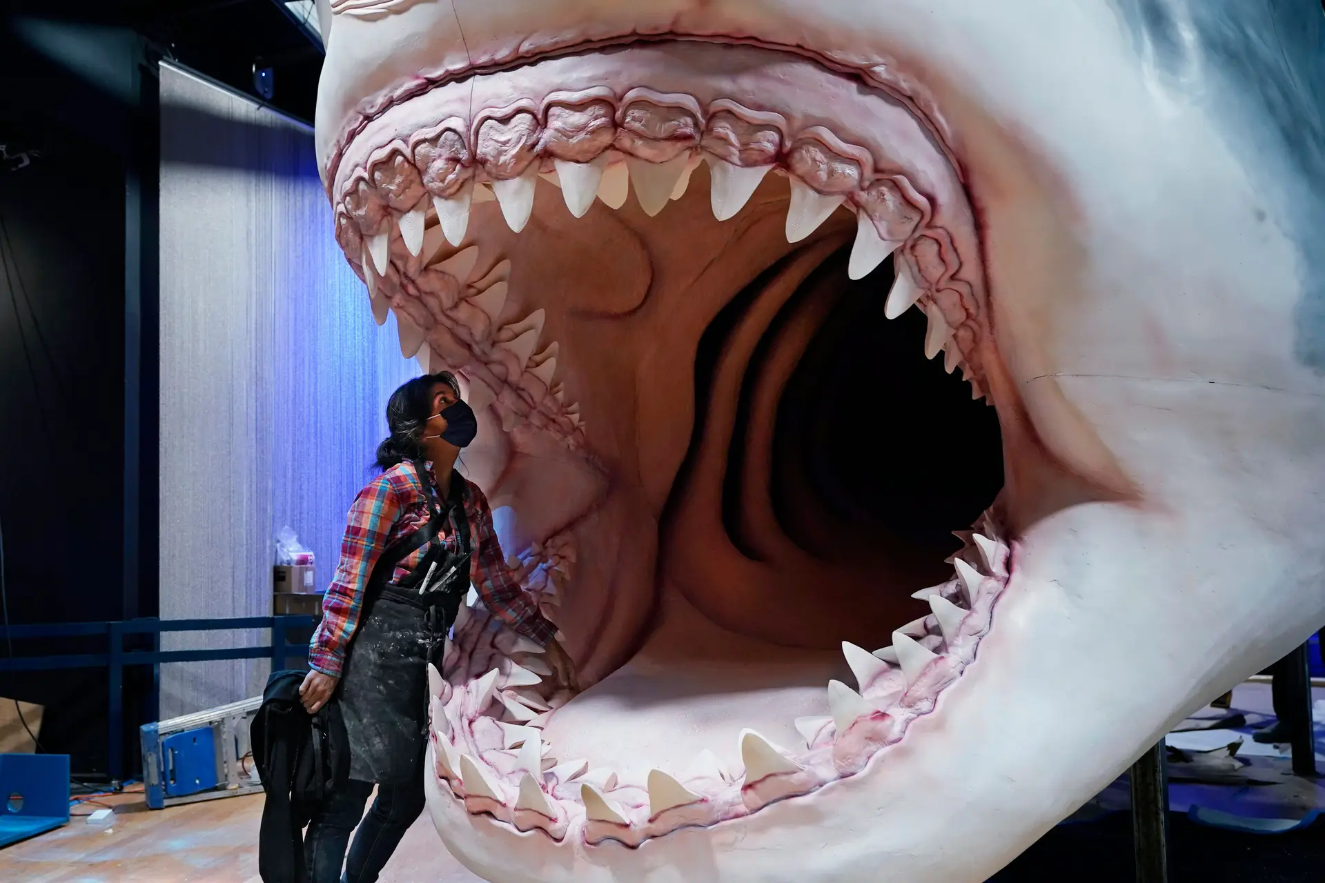 Criança de nove anos encontra dente gigante de tubarão pré-histórico