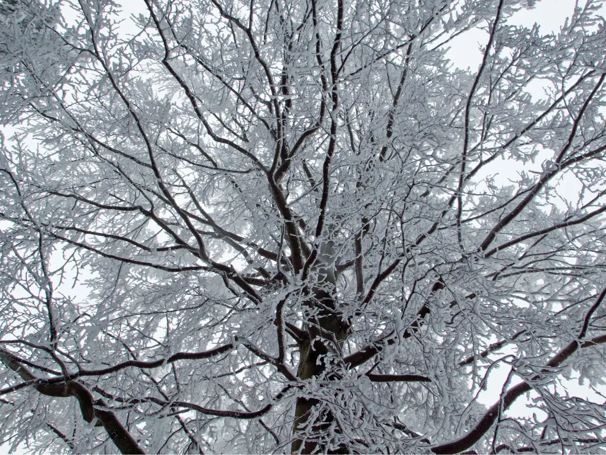 Vaga de frio na Europa: cidades cobertas de neve - SIC Notícias