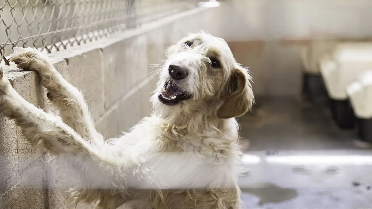 Cão no canil.