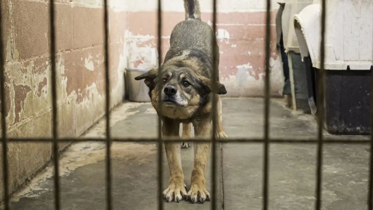 Cão no canil.