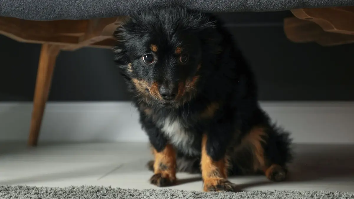Cão escondido debaixo do móvel.