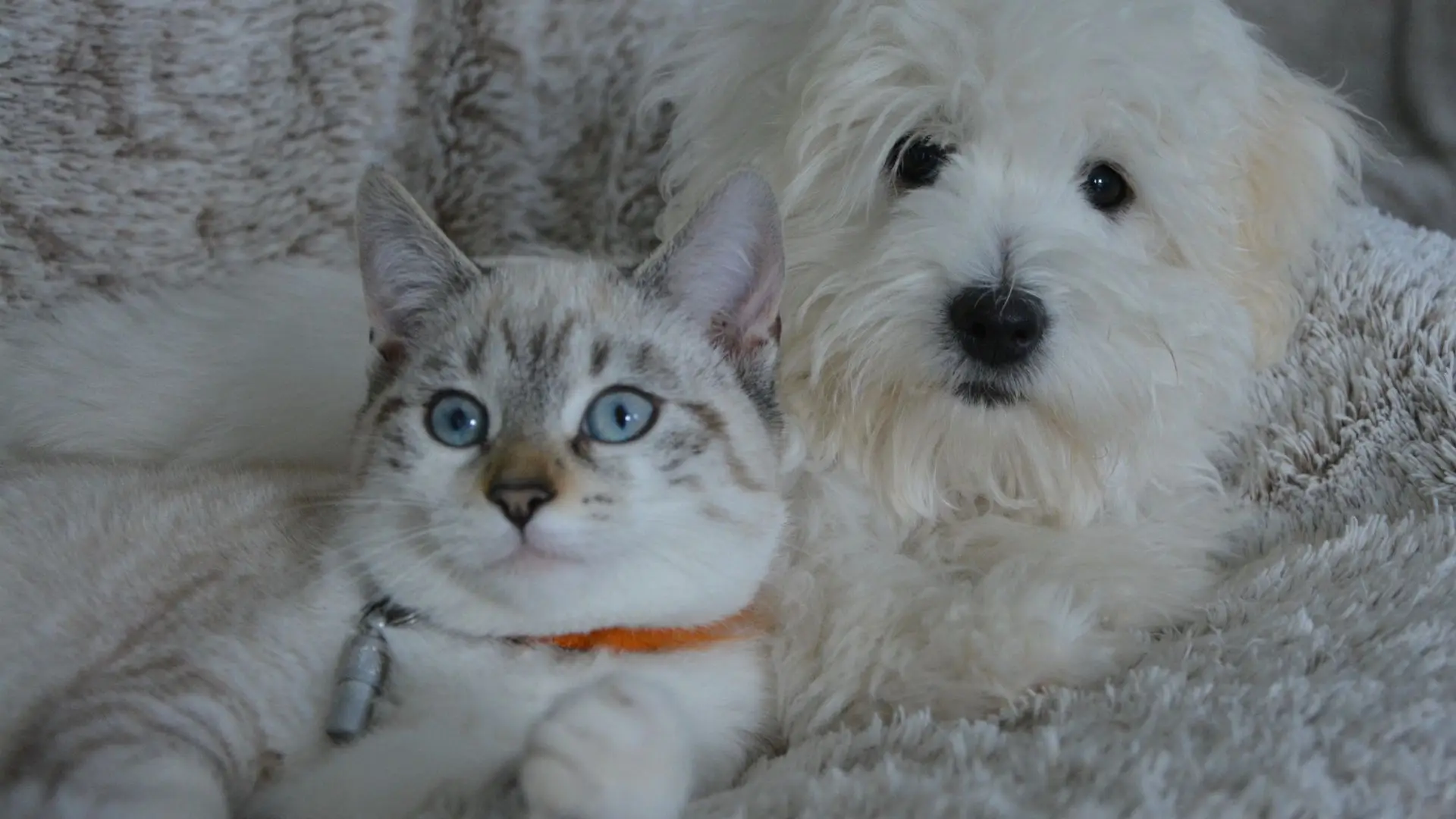 Pets should also have an emergency kit, know what