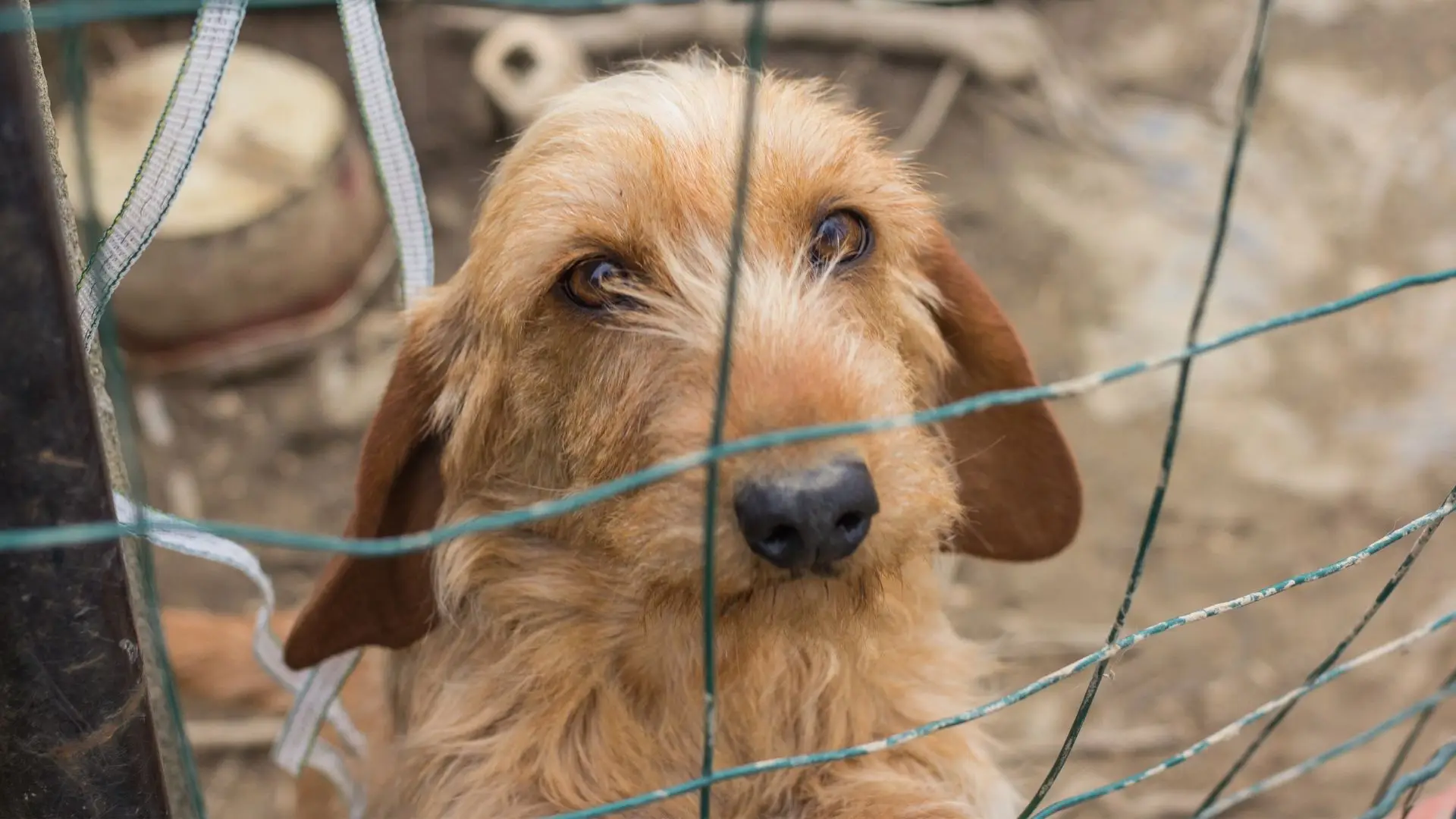 Manifestação pela criminalização dos maus-tratos a animais realiza-se este sábado