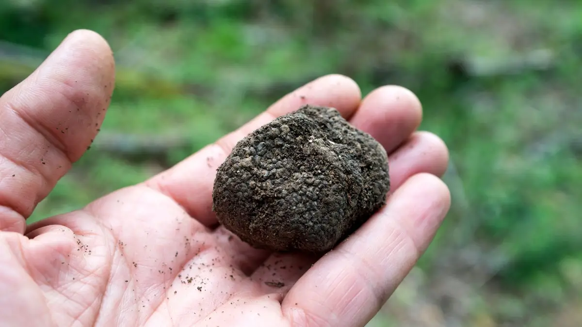 Trufas