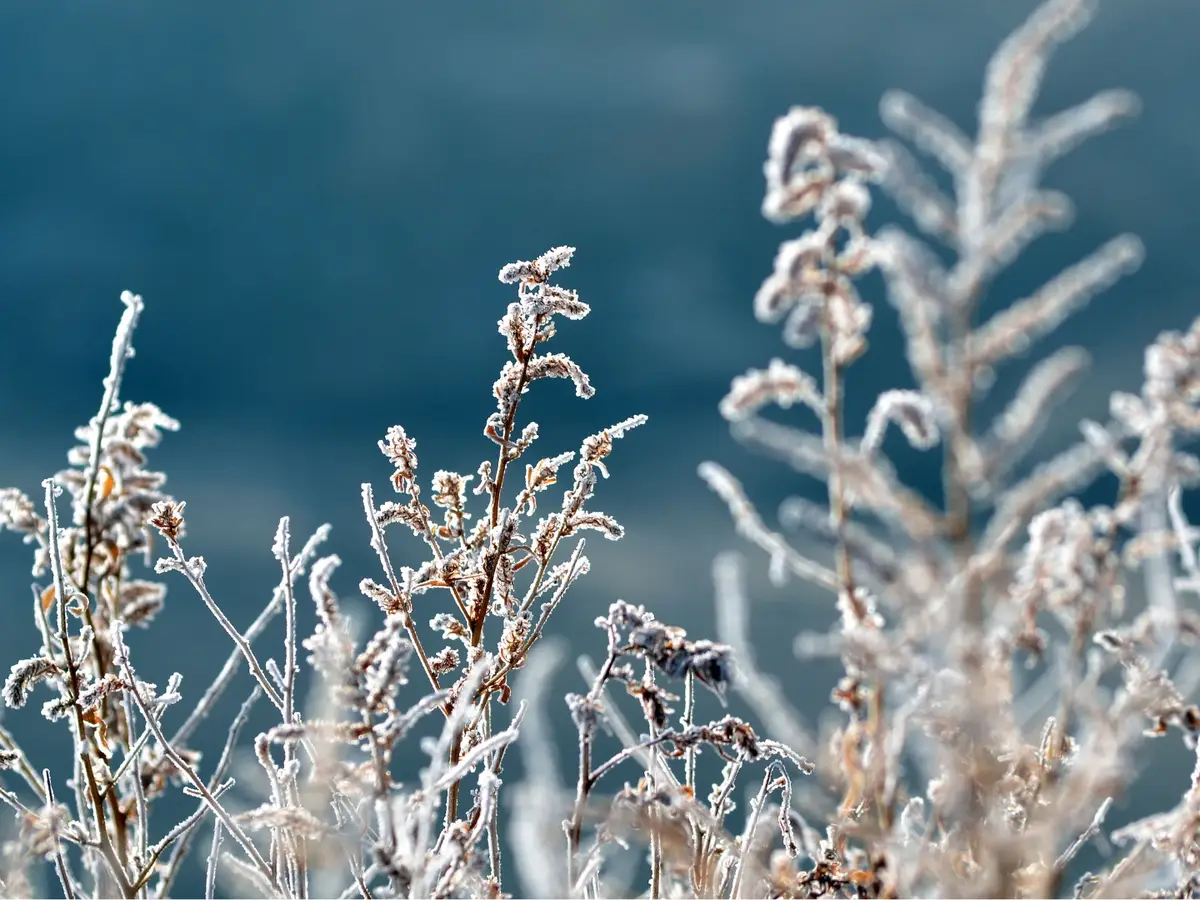 Vaga de frio na Europa: cidades cobertas de neve - SIC Notícias