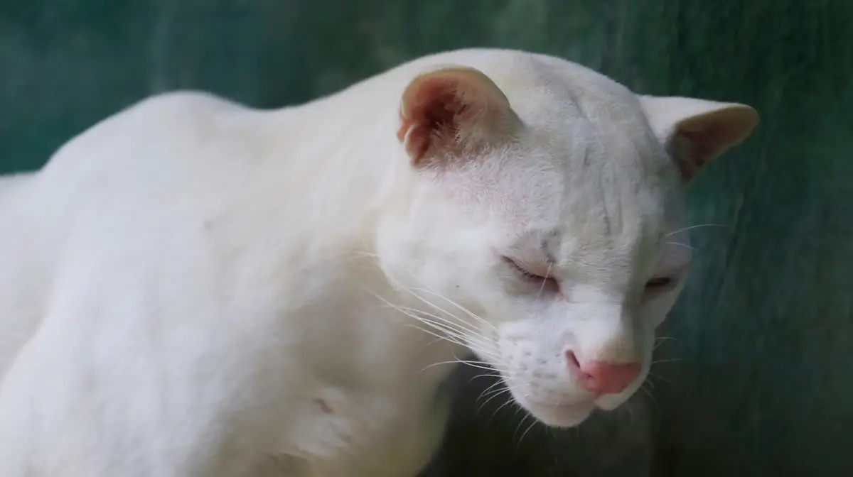 Primeiro gato-do-mato albino encontrado no mundo.