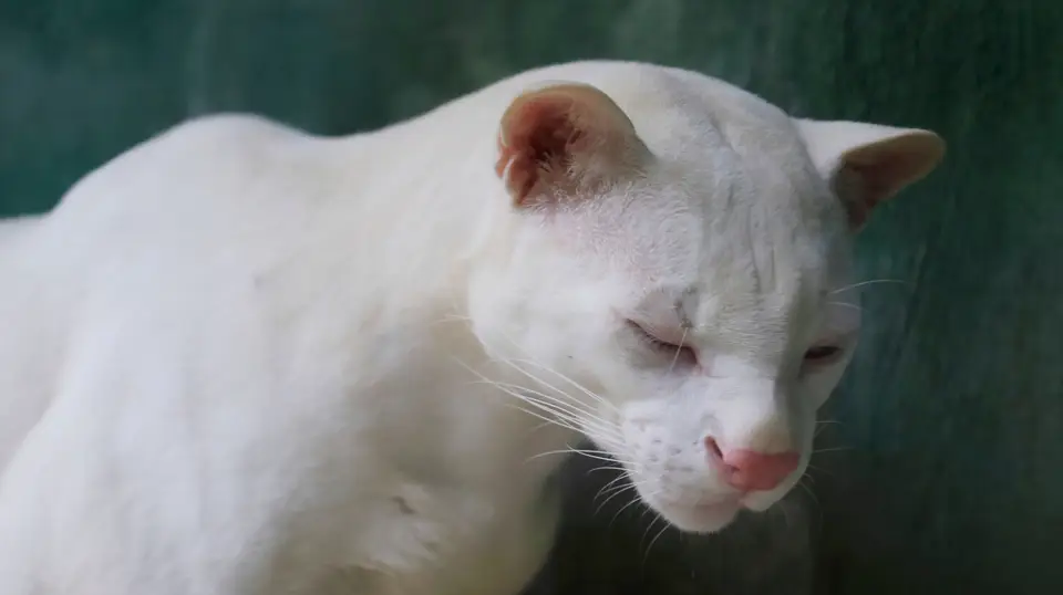 Primeiro gato-do-mato albino encontrado no mundo.