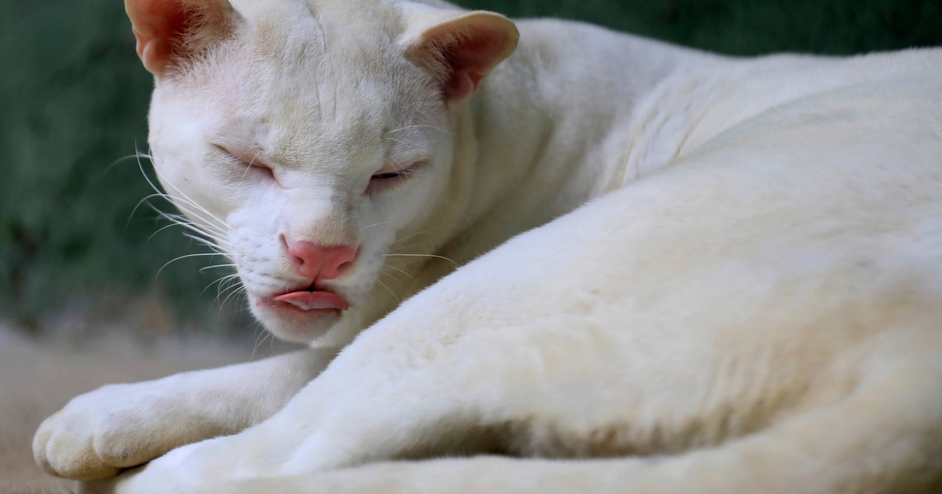 El primer gato montés albino del mundo