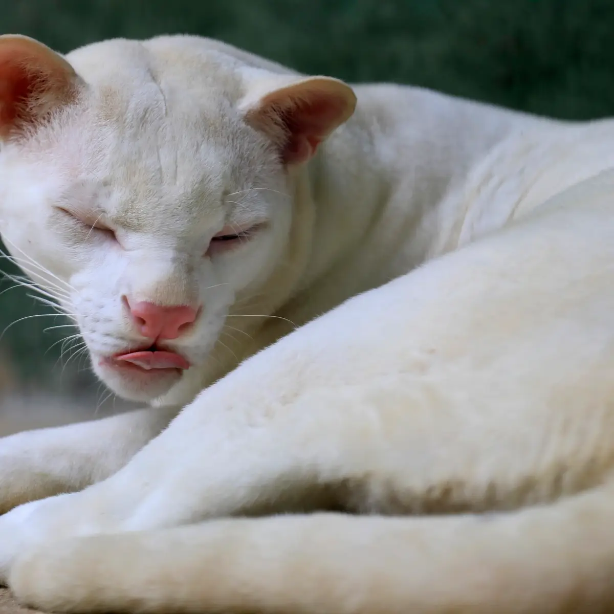 Os animais também podem ser albinos