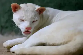 O primeiro gato-do-mato albino a ser encontrado no mundo