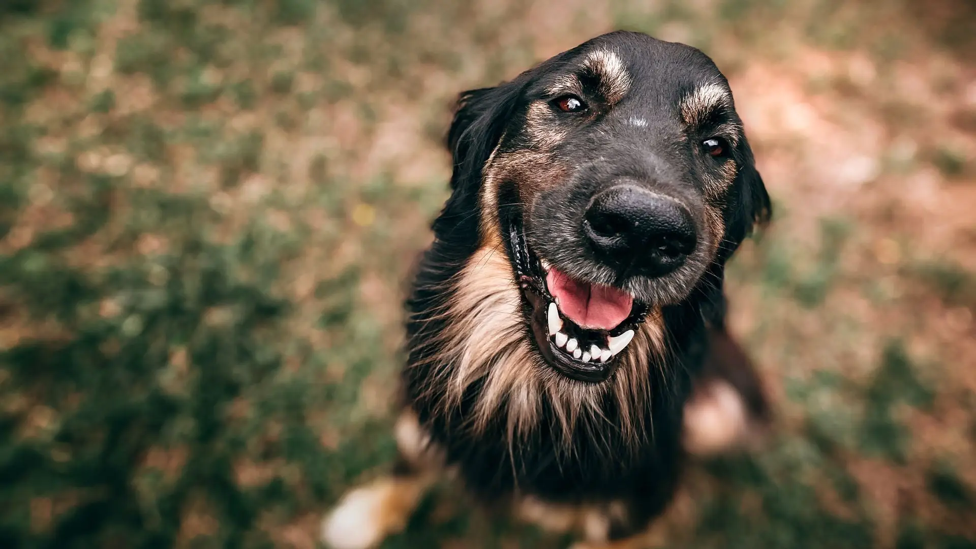 Málaga cria primeiro cemitério público de animais de estimação em Espanha