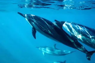 Cientistas escoceses estabelecem relação entre golfinhos e Alzheimer