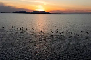 Aeroporto na Albânia ameaça santuário de mais de 200 espécies de aves