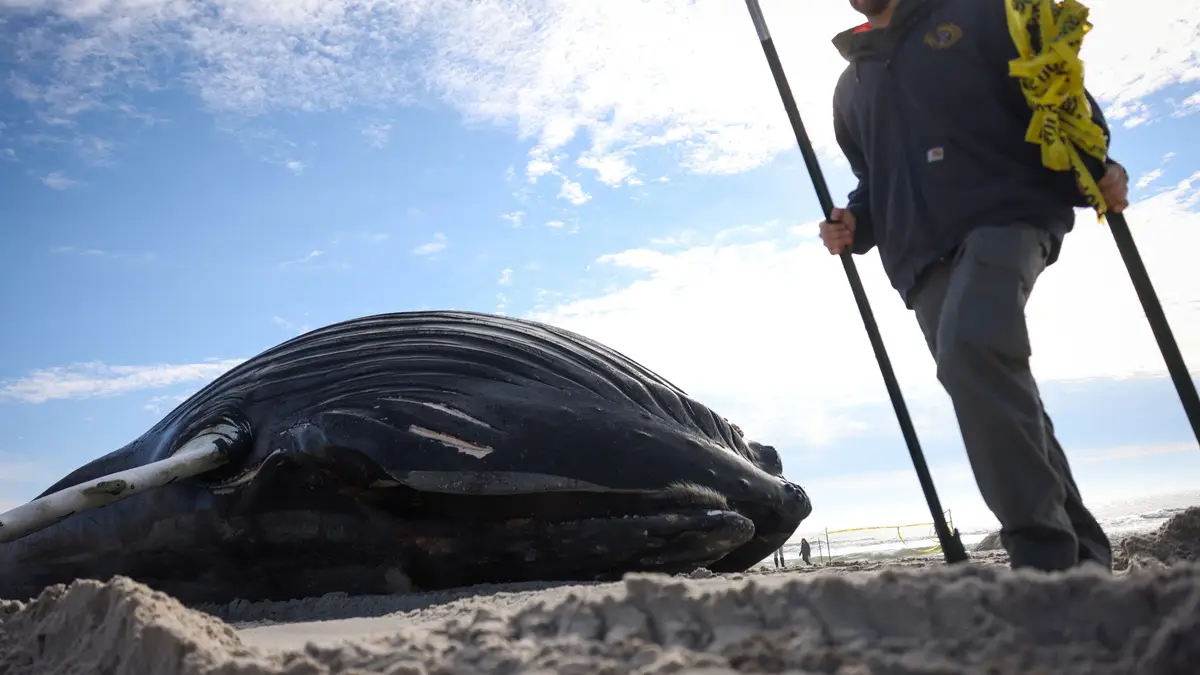 Baleia-jubarte dá à costa em praia de Nova Iorque.