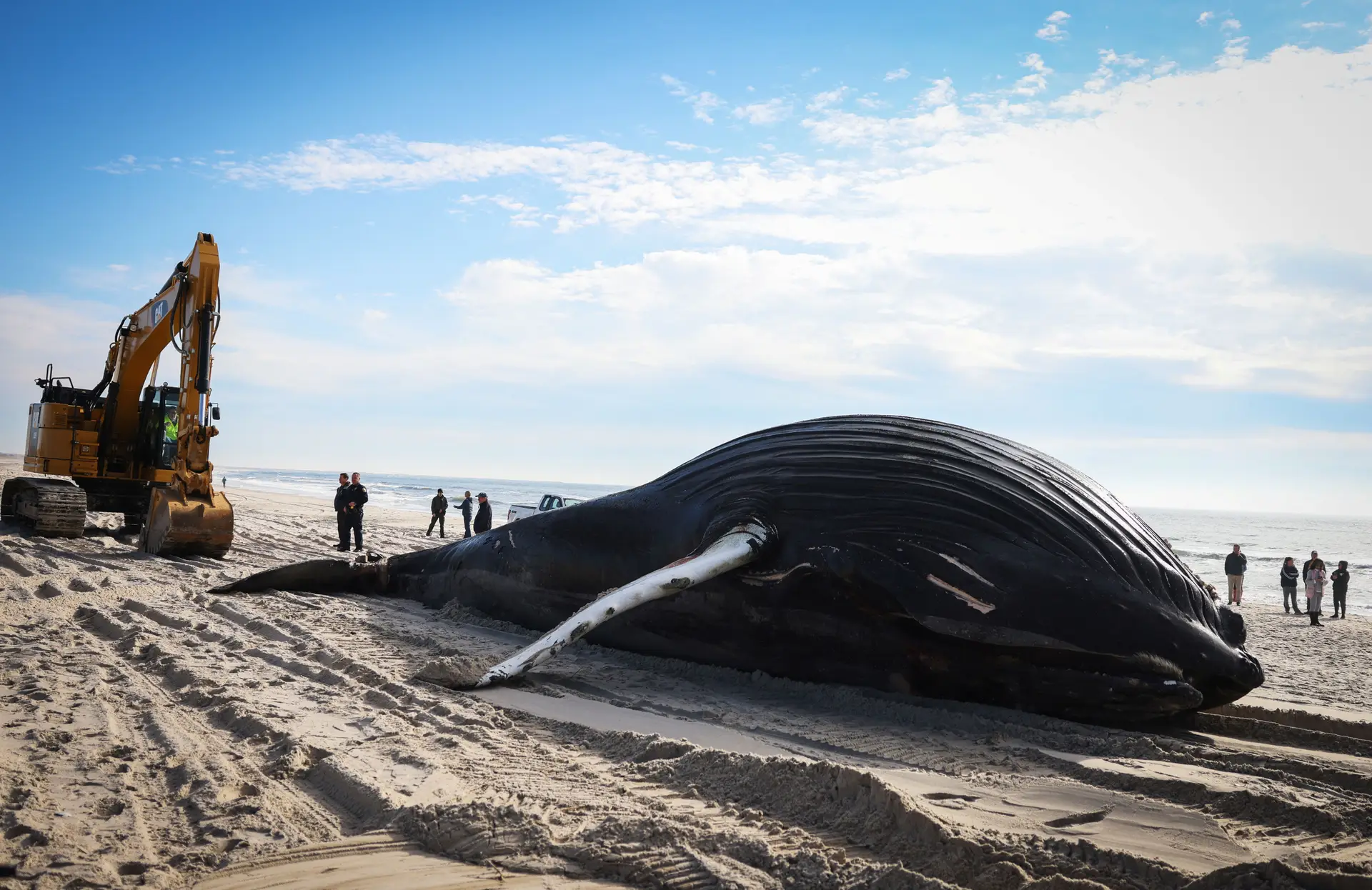 Baleia-jubarte dá à costa em praia de Nova Iorque.