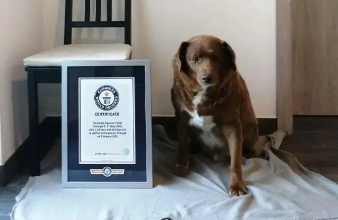 É português o cão mais velho do mundo (e de sempre)
