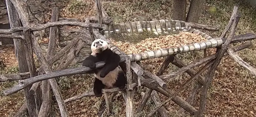 Este é o vídeo mais divertido que vai ver hoje